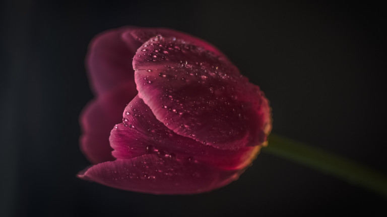 Novéna odovzdanosti