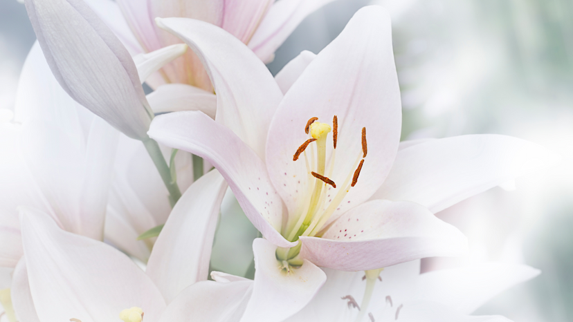 Modlitby za čistotu k svätému Alojzovi Gonzágovi